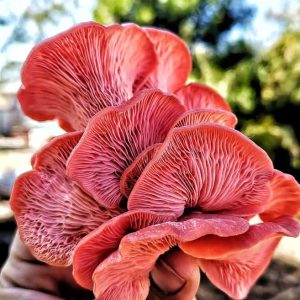 Pink Oyster Mushrooms