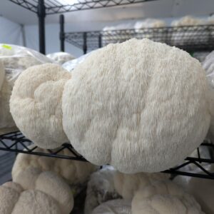Fresh Lion's Mane Mushrooms - 250g